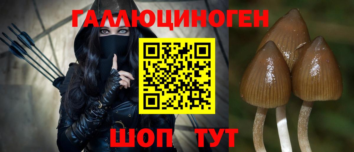 Псилоцибиновые грибы Psilocybine cubensis Нерюнгри